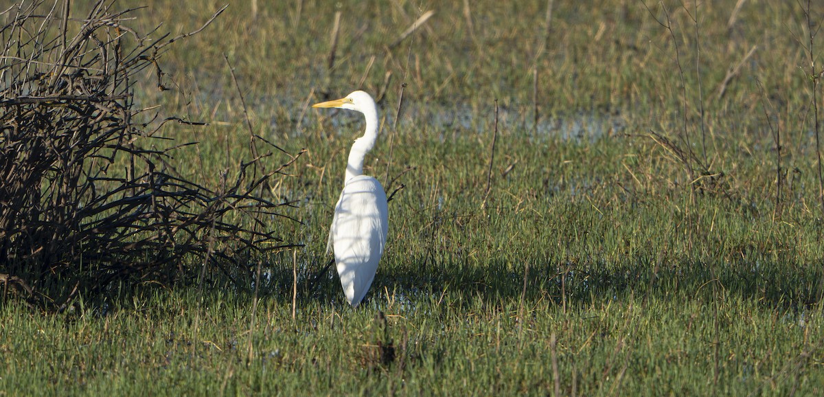 Garceta Grande - ML645863795