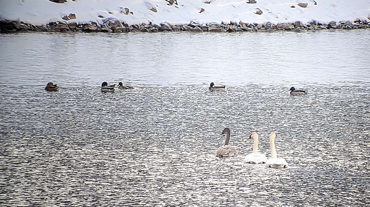 Mallard - ML645863796