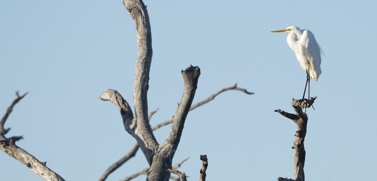 Garceta Grande - ML645863797