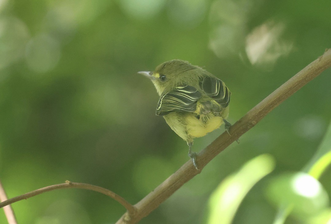 Mangrove Vireo - ML645863798