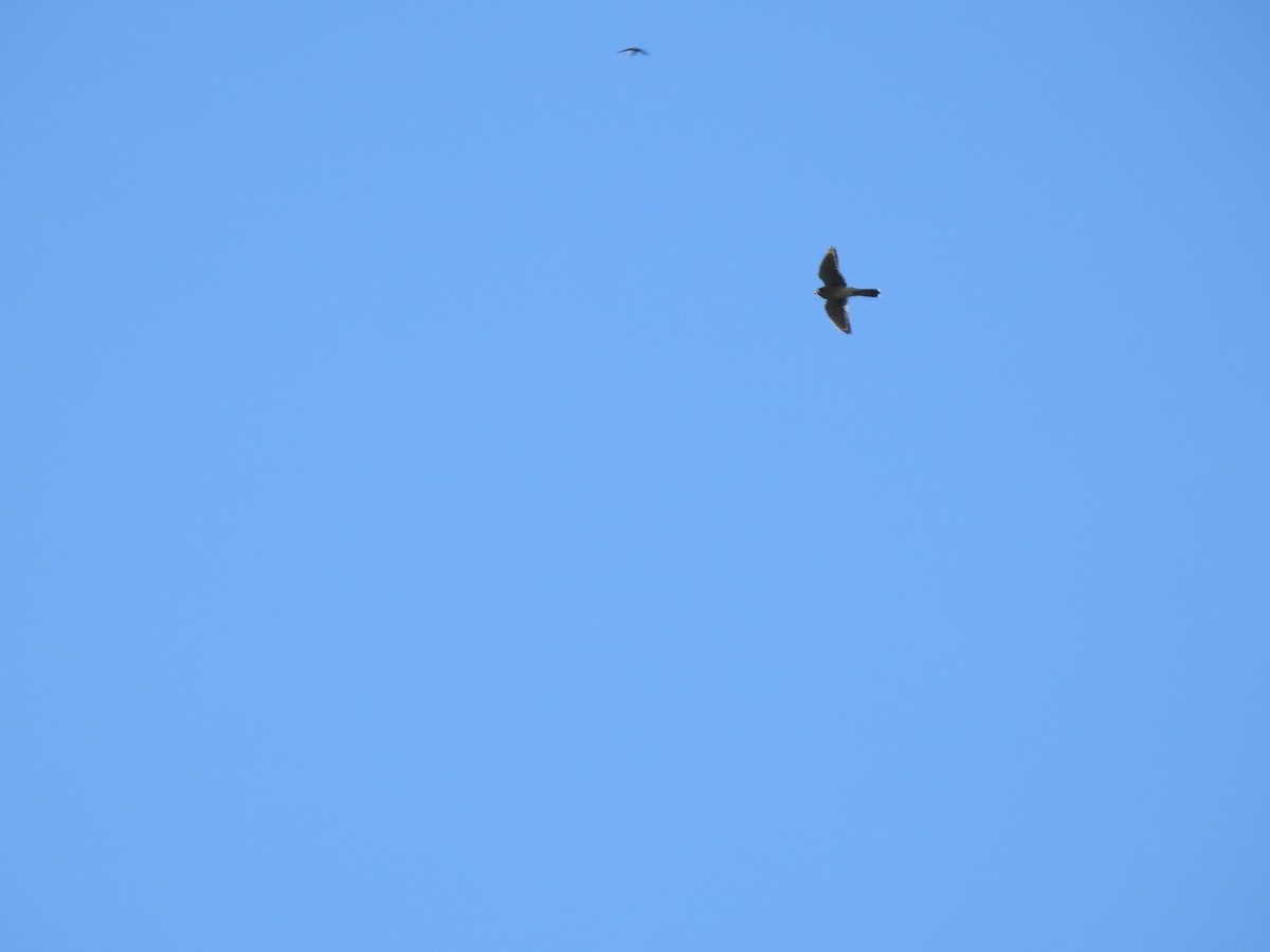 American Kestrel - ML645863800