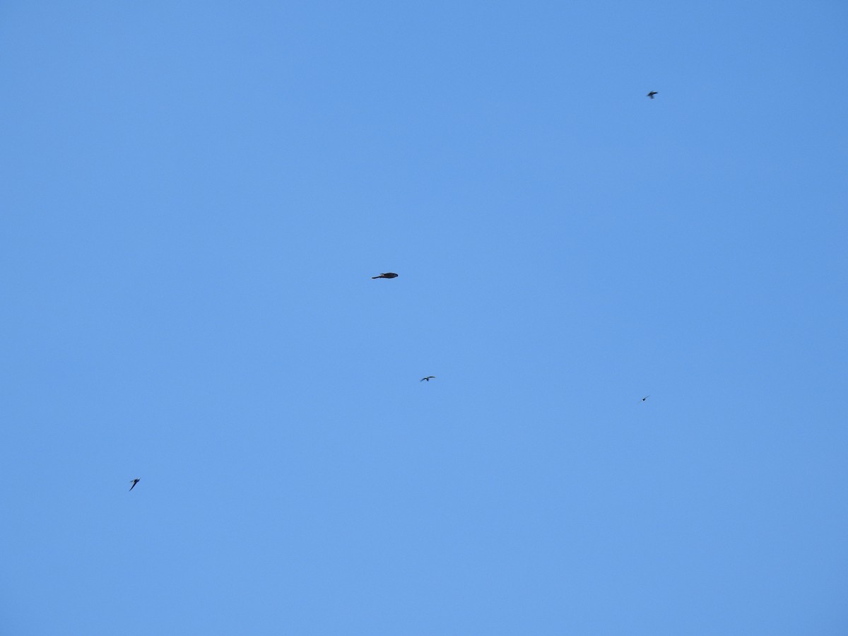 American Kestrel - ML645863801