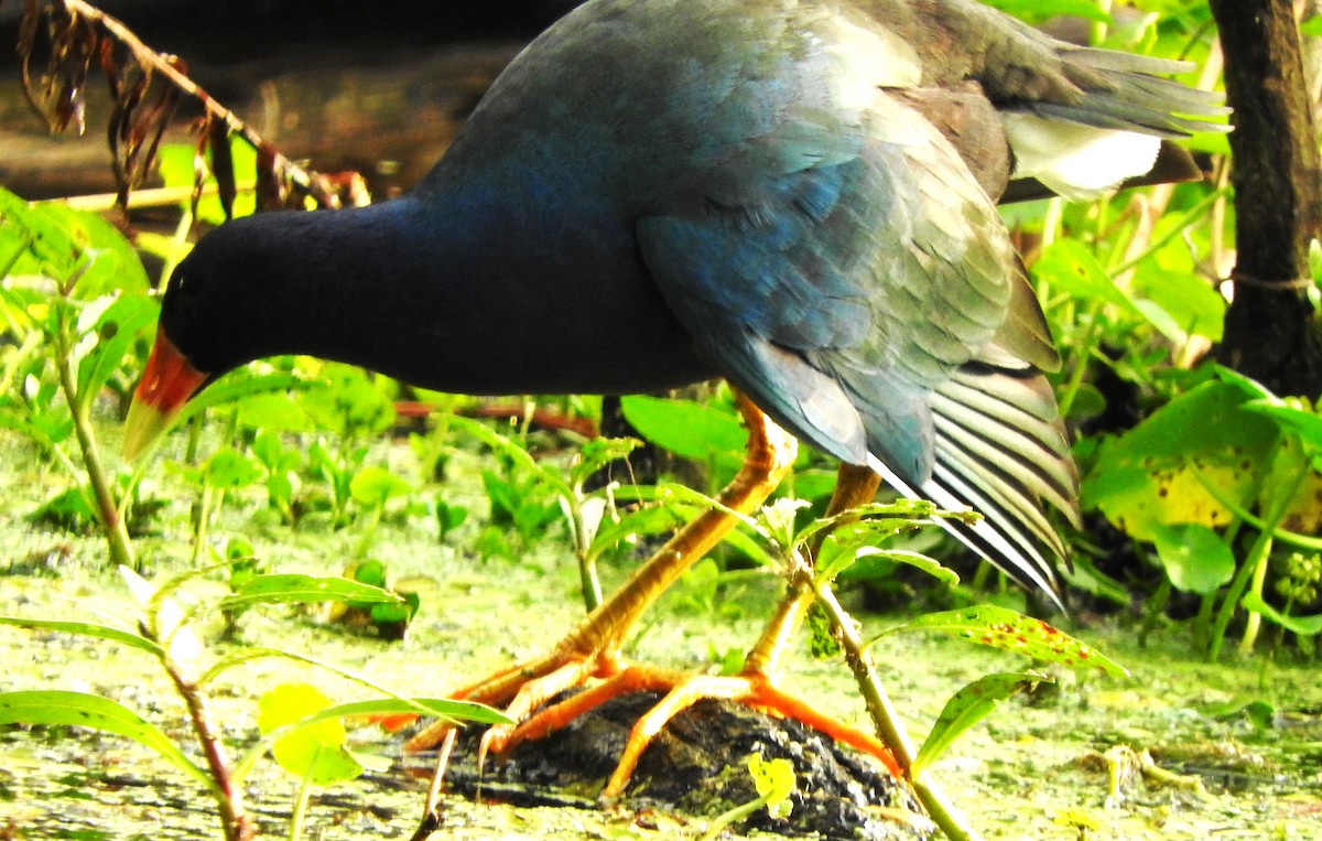 Purple Gallinule - ML645863802