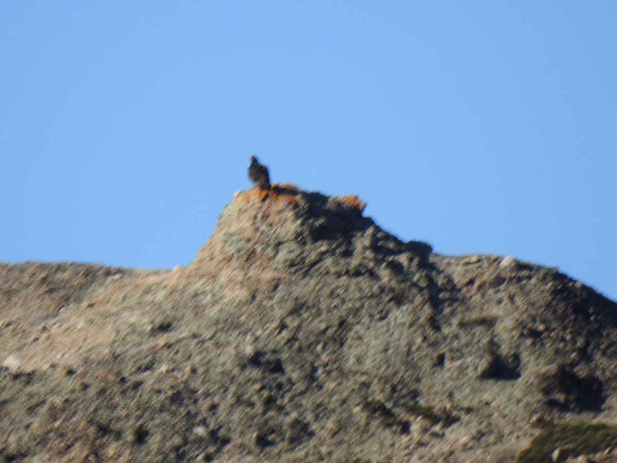 Turkey Vulture - ML645863803