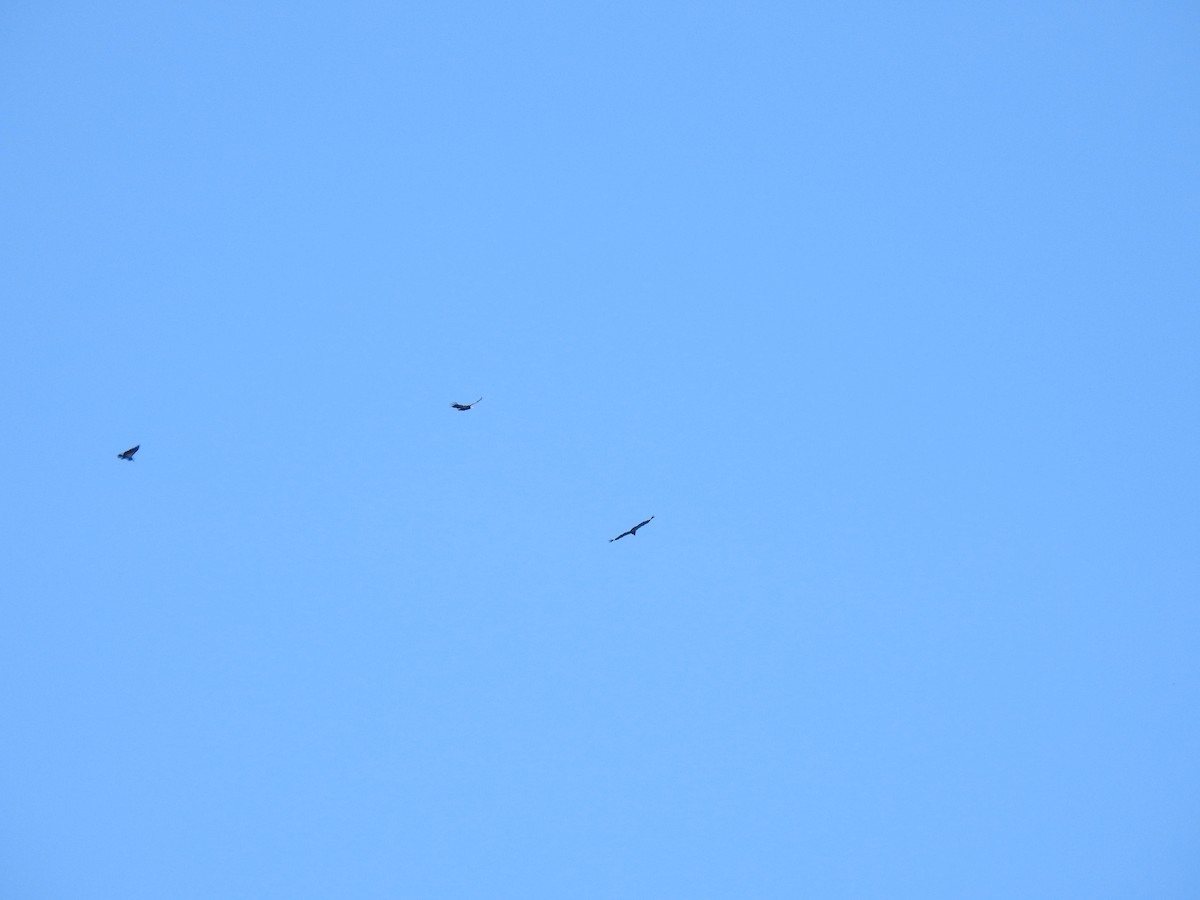 California Condor - ML645863809