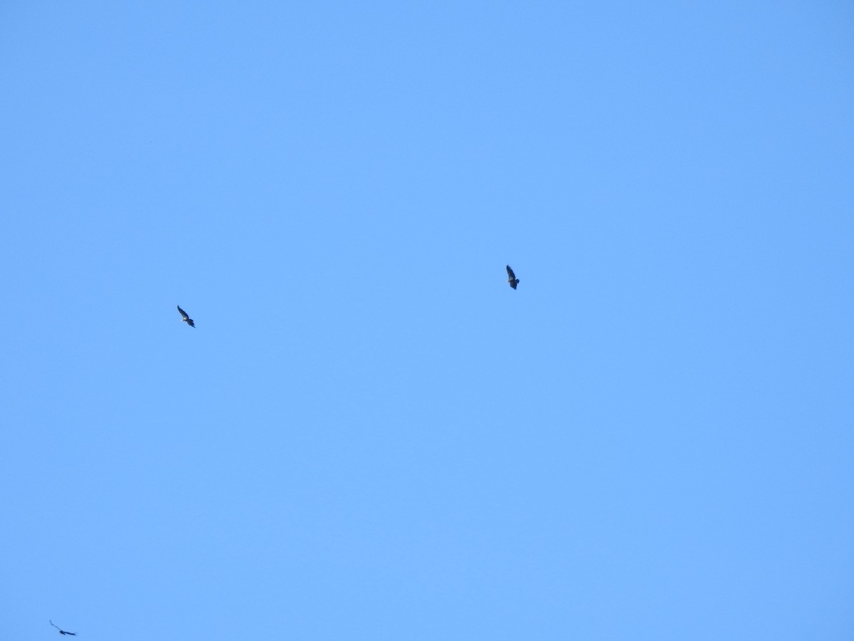 California Condor - ML645863811