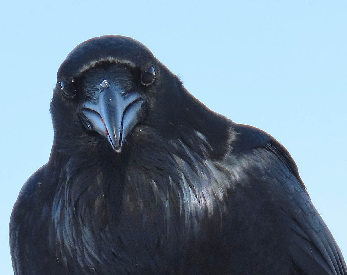 Common Raven - ML645863814