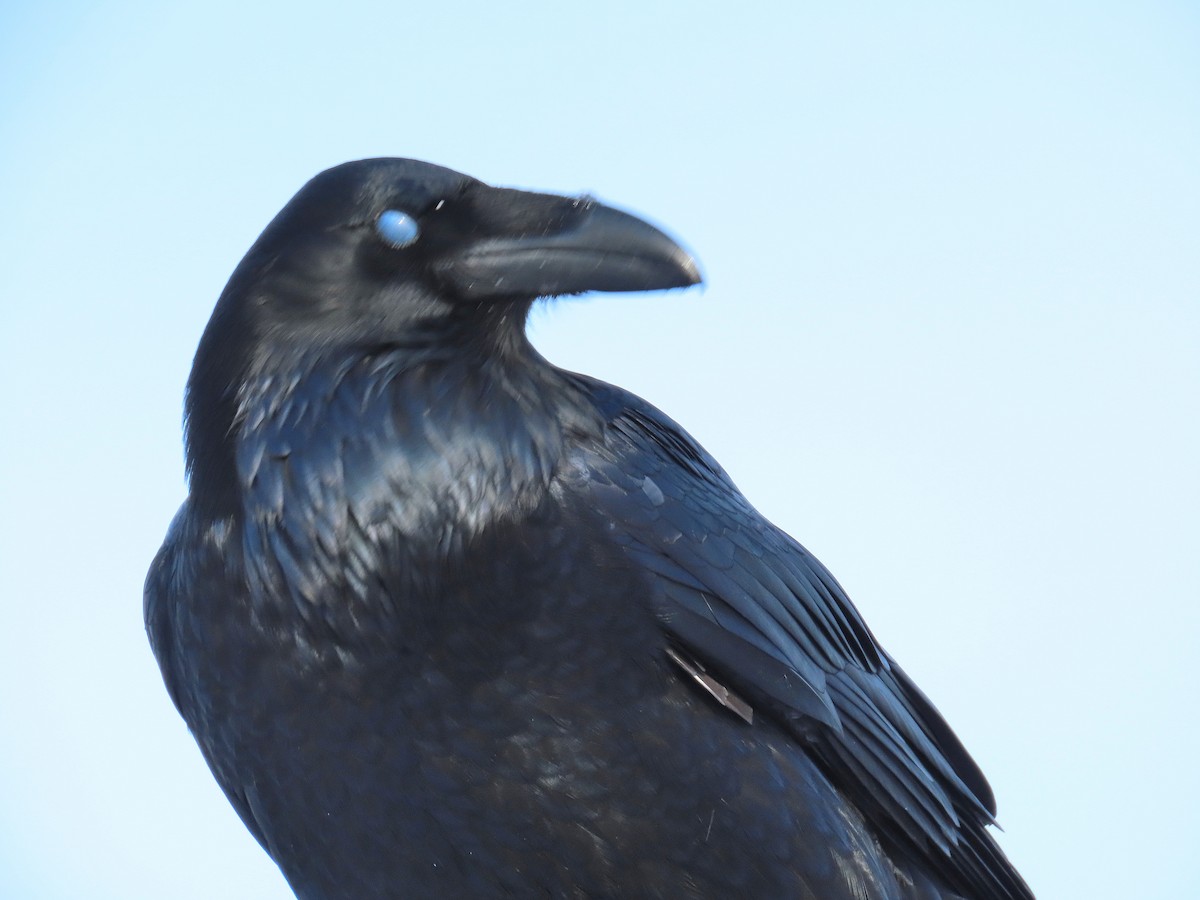 Common Raven - ML645863815