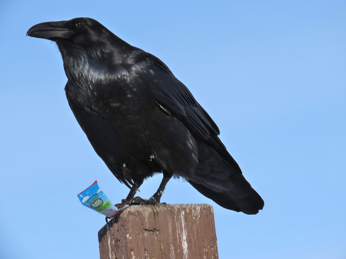 Common Raven - ML645863816