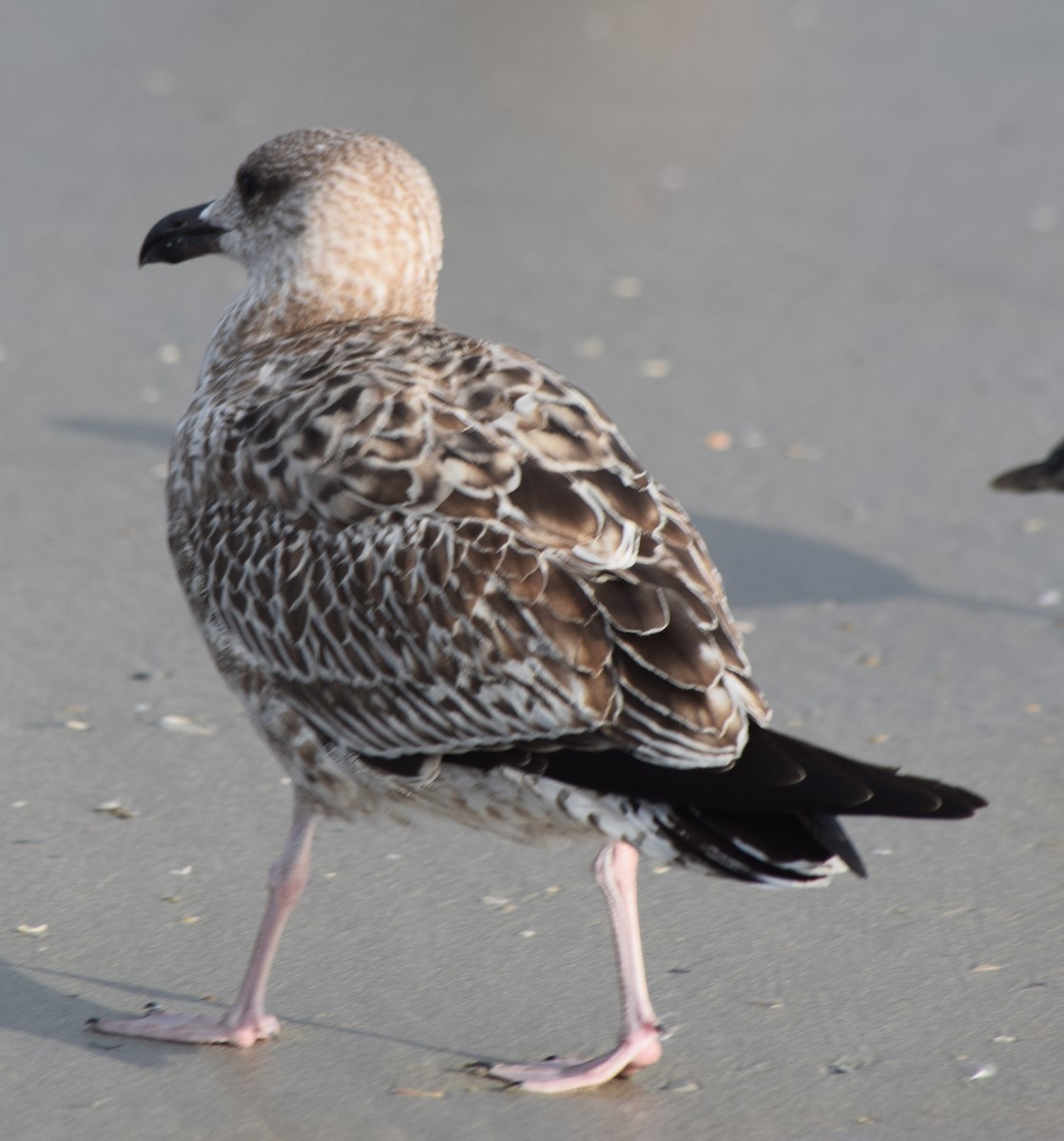 小黑背鷗 - ML645863822