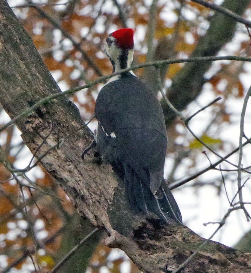 Жовна північна - ML645863823