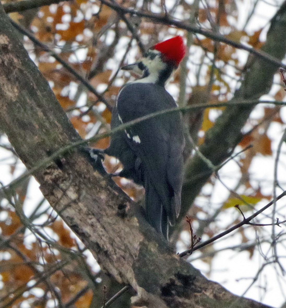 Жовна північна - ML645863824