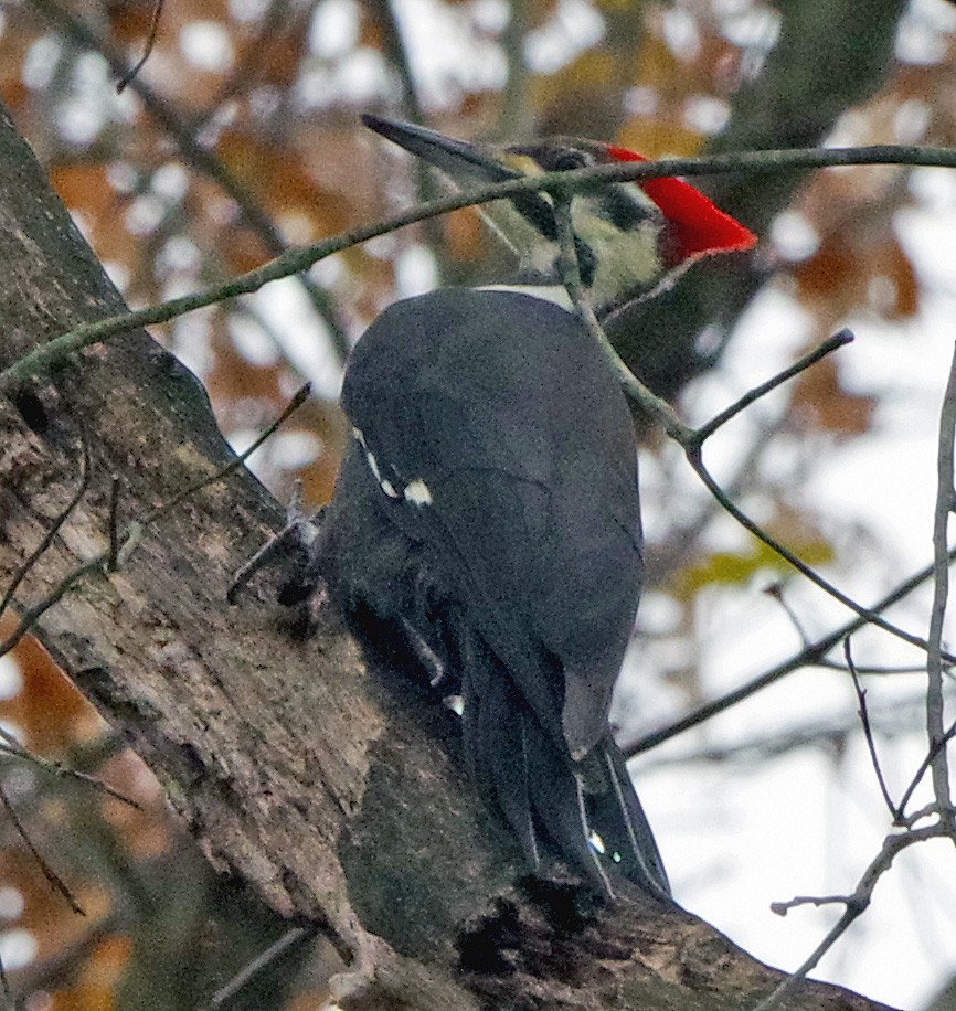 Жовна північна - ML645863825