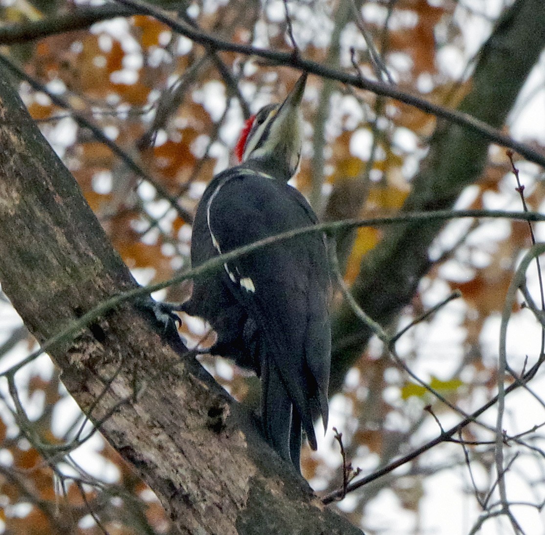 Жовна північна - ML645863826
