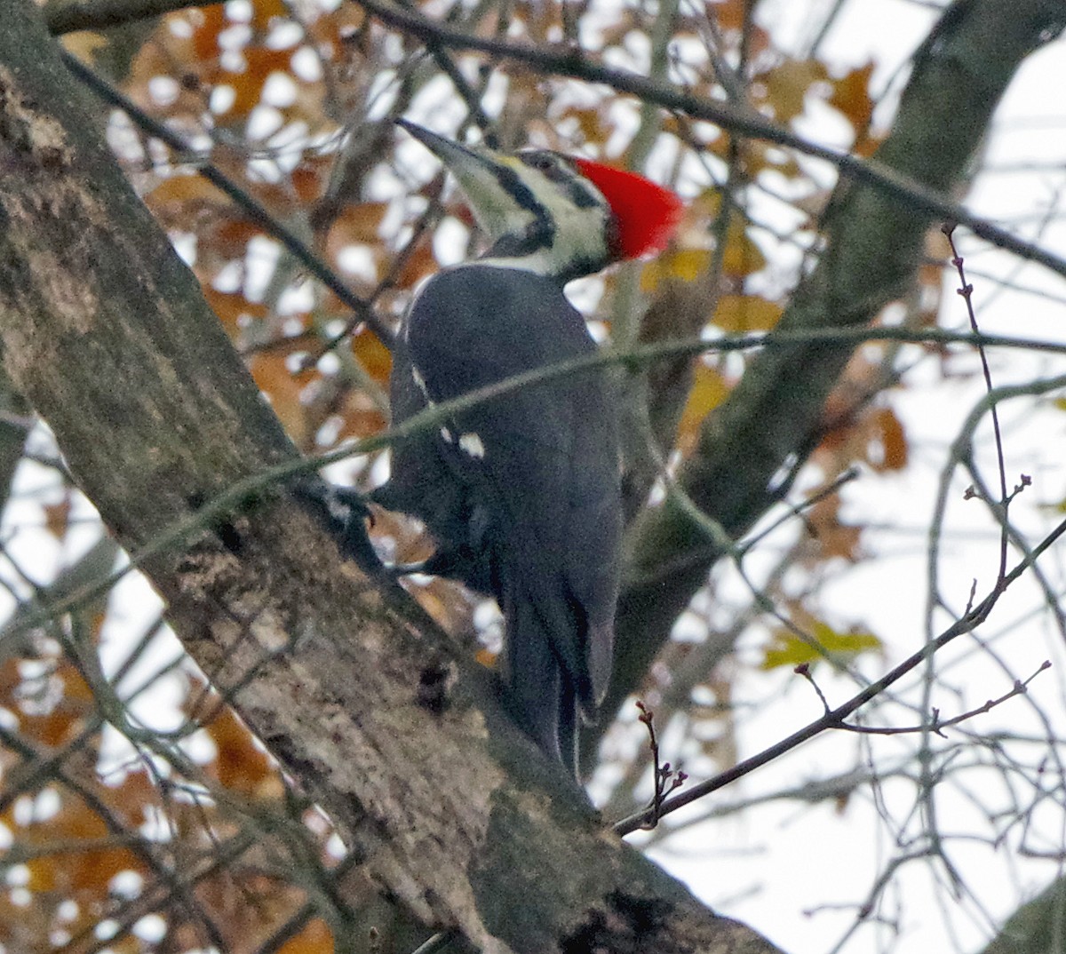Жовна північна - ML645863827