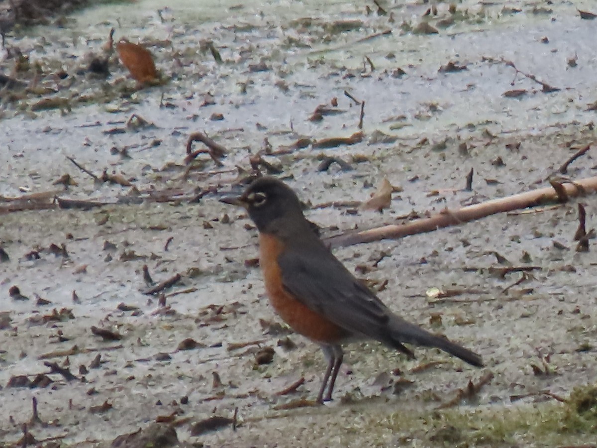 American Robin - ML645863829