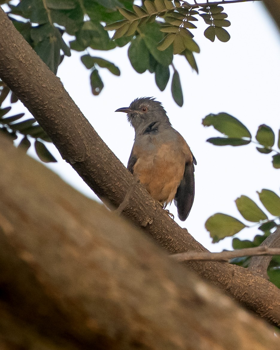 Cacomantis sp. - ML645863830