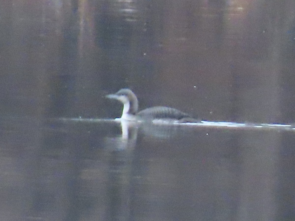Pacific Loon - ML645863837