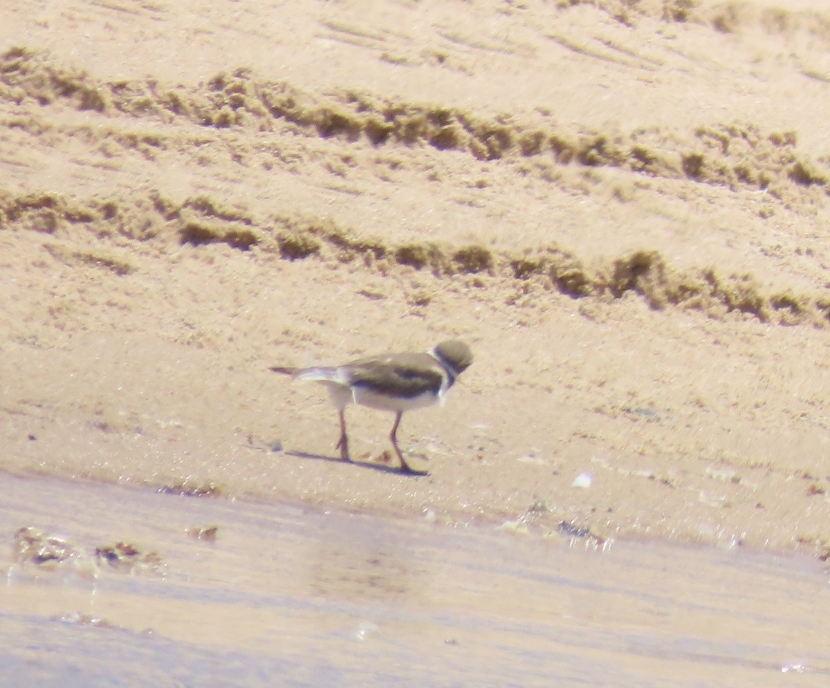 Semipalmated Plover - ML645863839