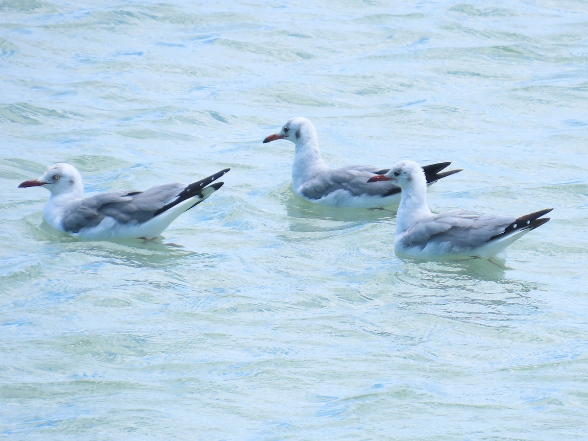 racek šedohlavý - ML645863840