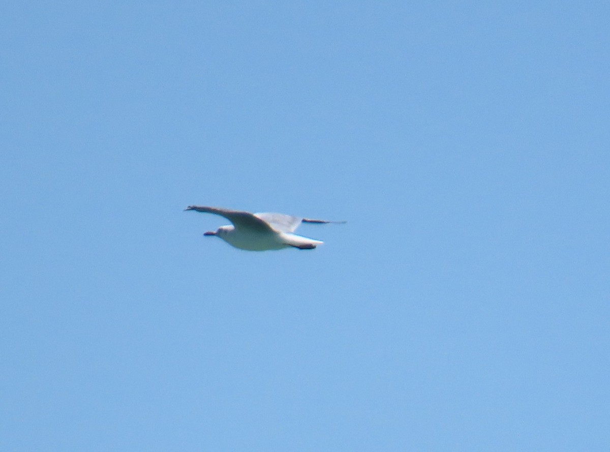 racek šedohlavý - ML645863845