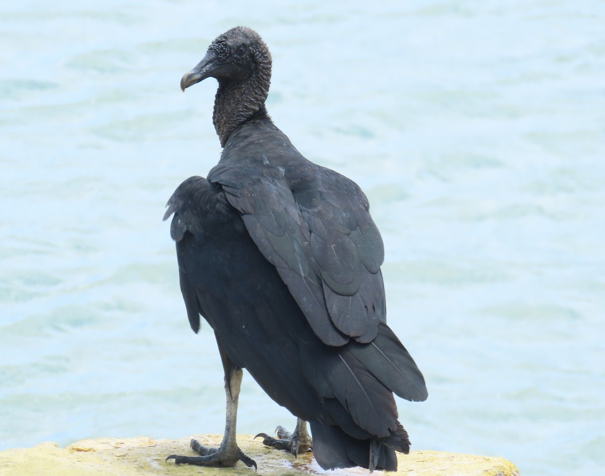 Black Vulture - ML645863847