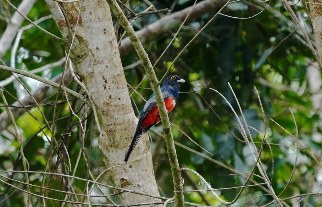 Blue-crowned Trogon - ML645863855