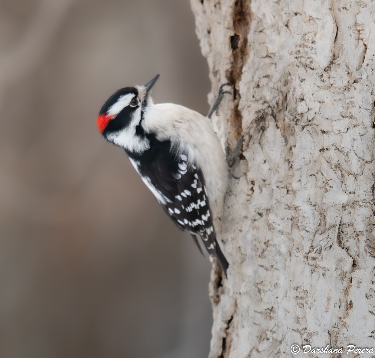 Downy Woodpecker - ML645863868