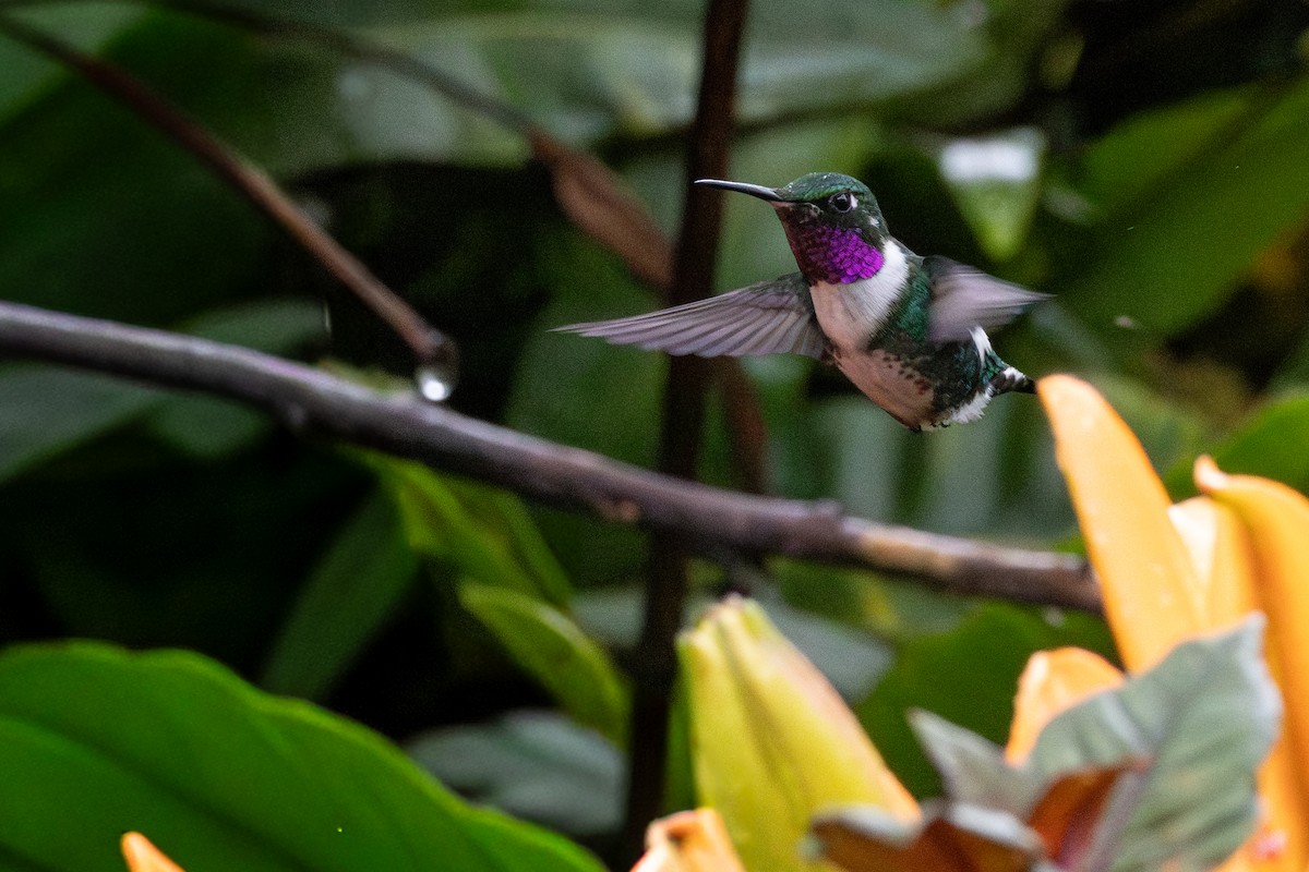 hvitbukkolibri - ML645863869