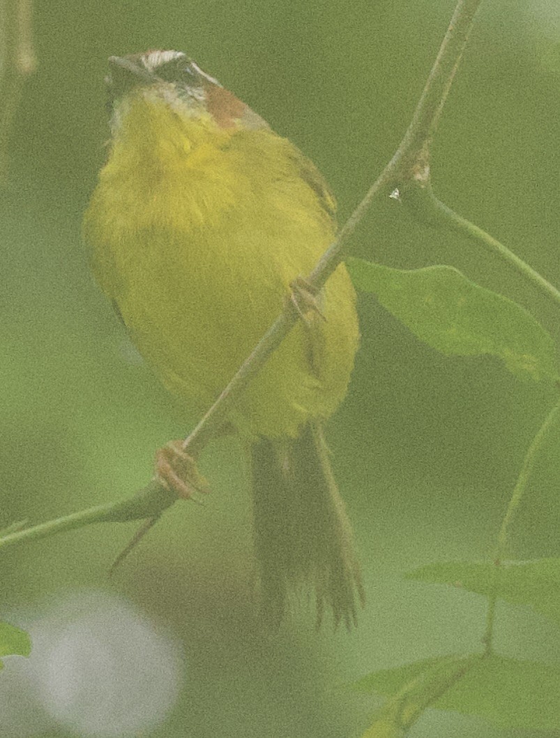 Paruline de Delattre - ML645863877