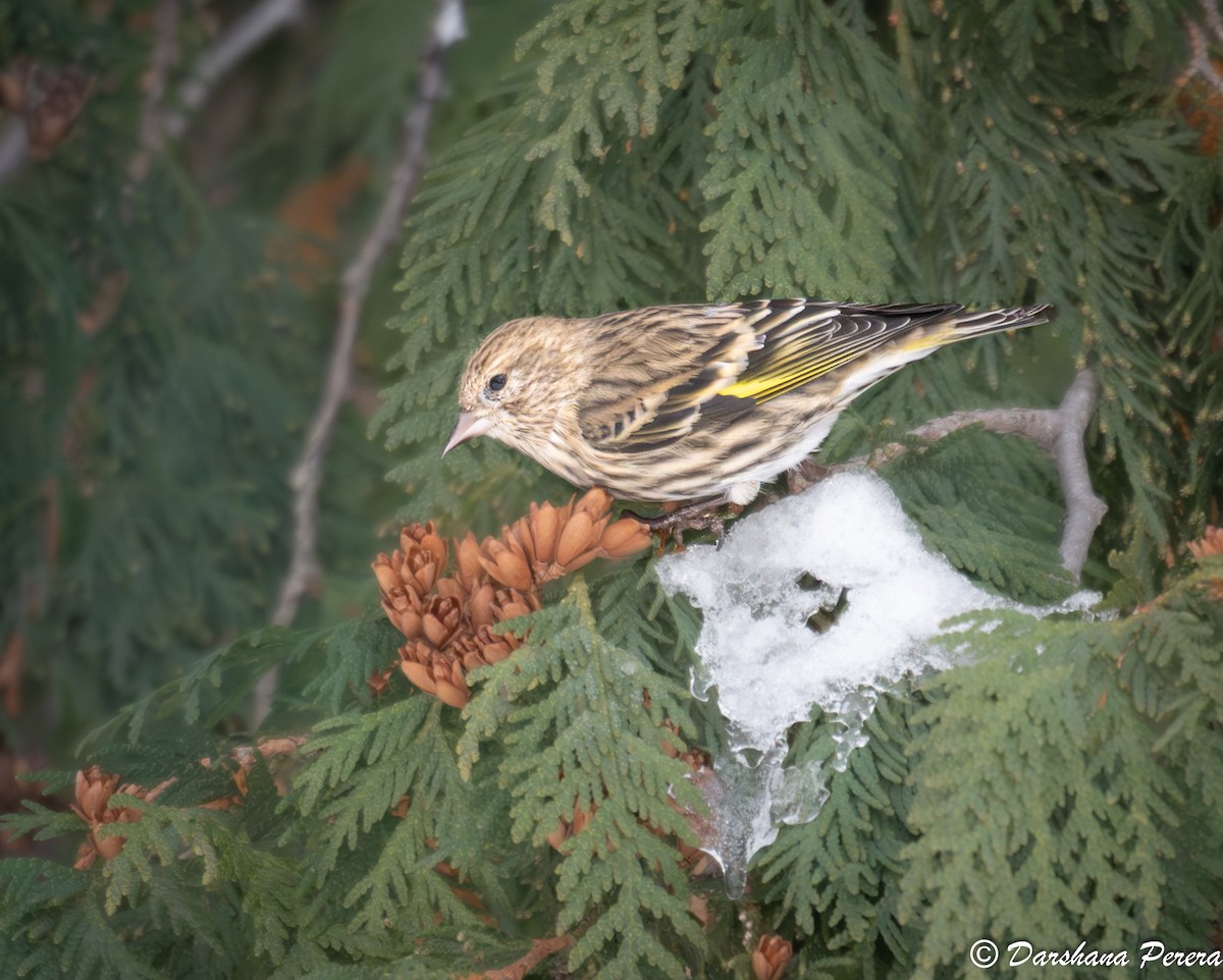 Pine Siskin - ML645863878