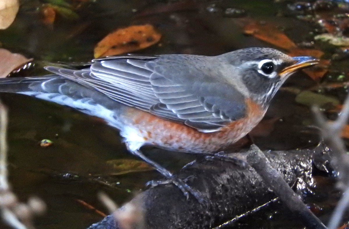 American Robin - ML645863886