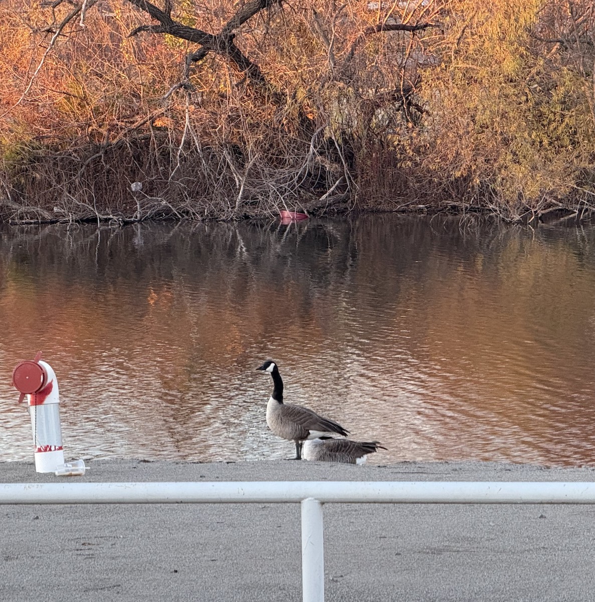 Bernache du Canada - ML645863887