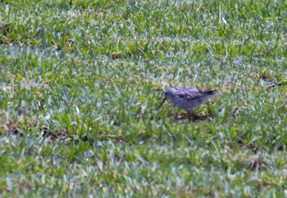 Short-billed Dowitcher - ML645863889