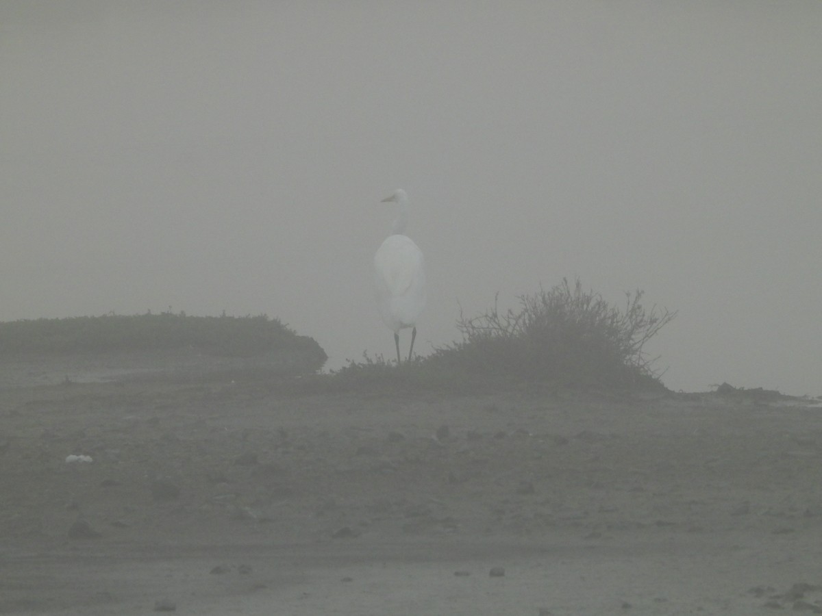 Garceta Grande - ML645863897