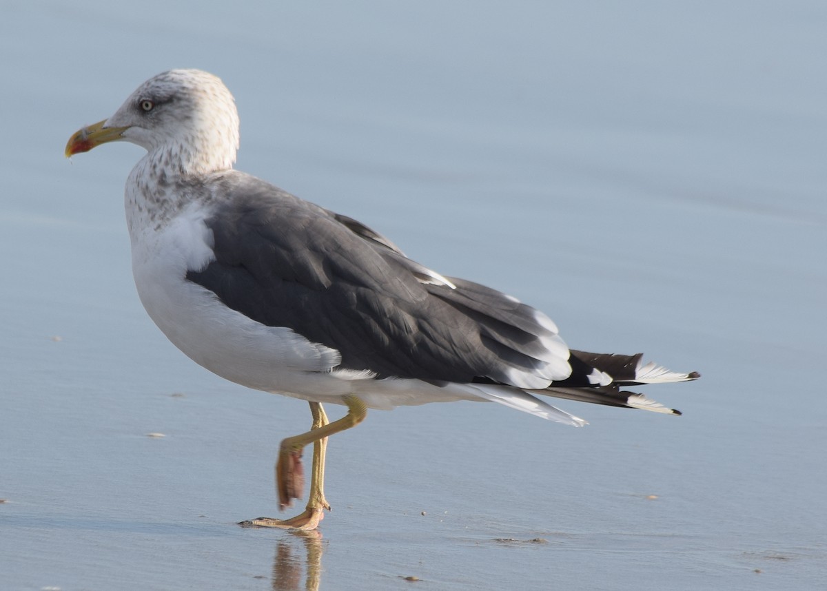 小黑背鷗 - ML645863900