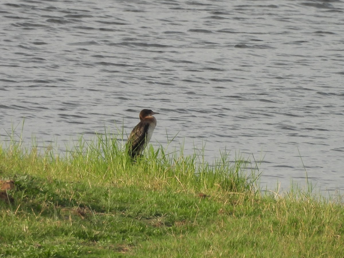 kormorán dlouhoocasý - ML645863908