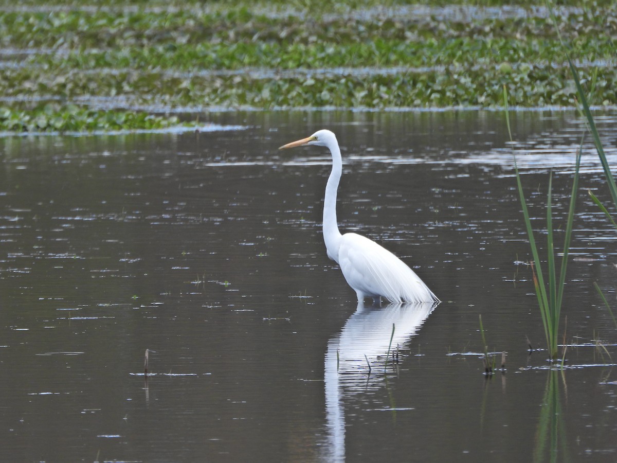 Garceta Grande (australiana) - ML645863912