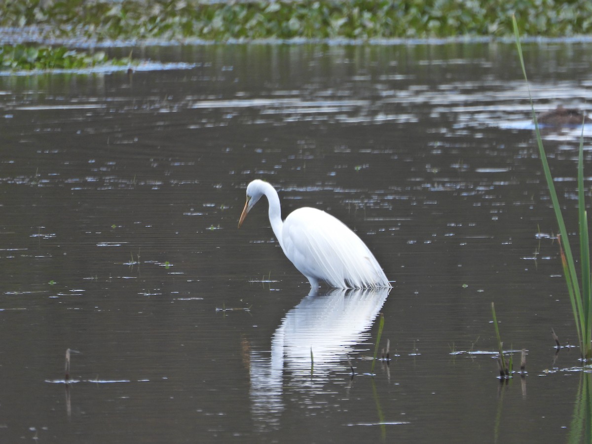 Garceta Grande (australiana) - ML645863916