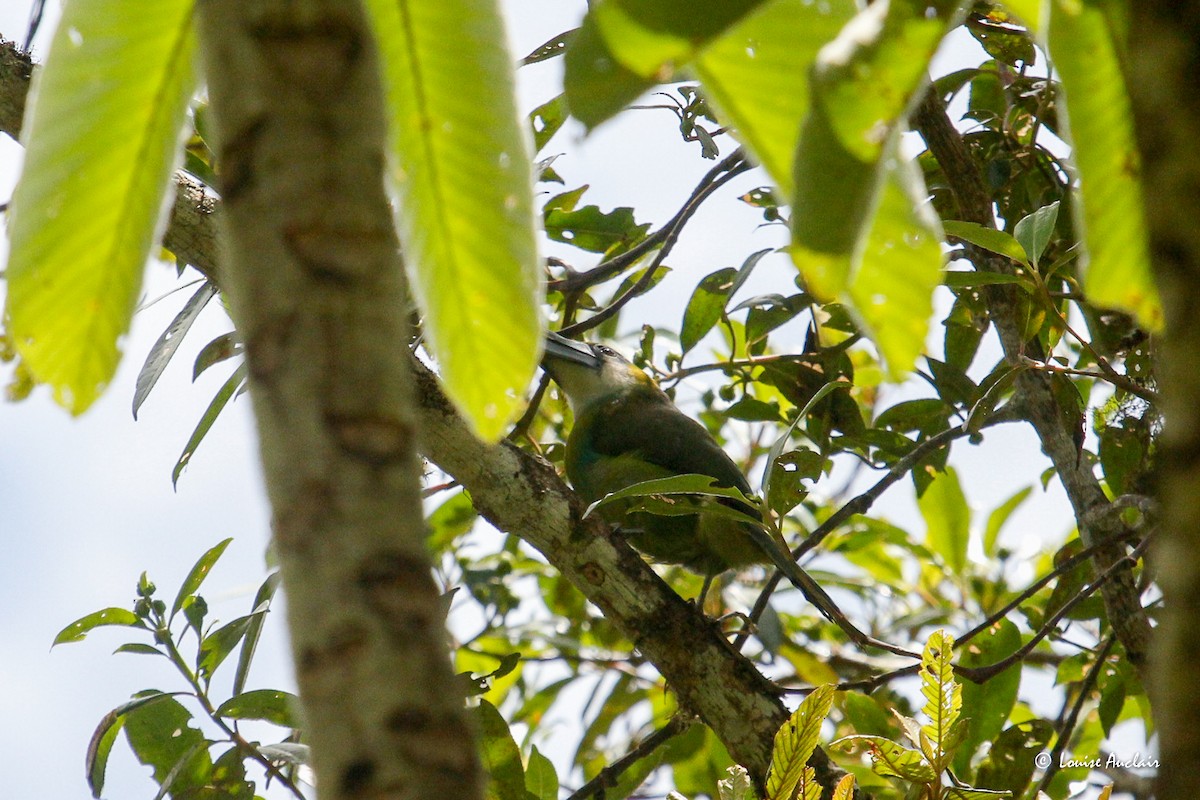 Blue-banded Toucanet - ML645863923