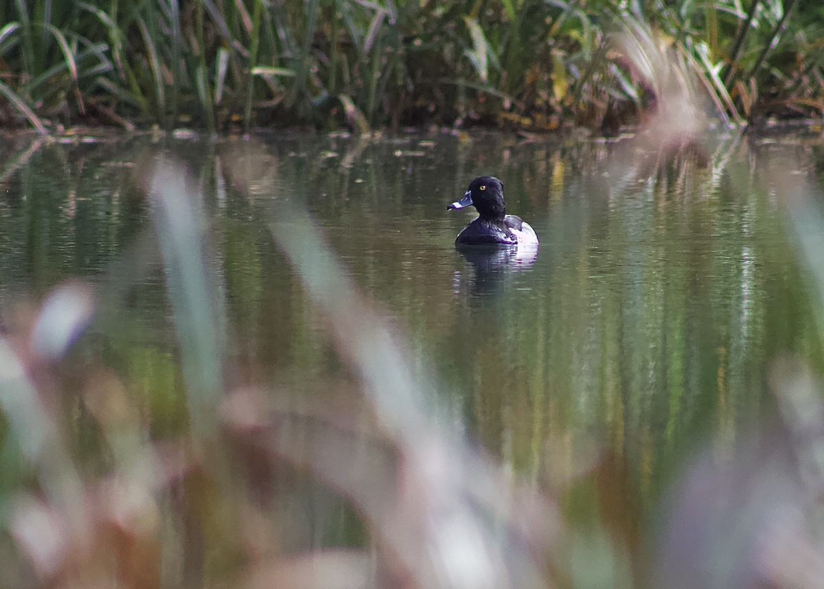 Ring-necked Duck - ML645863925