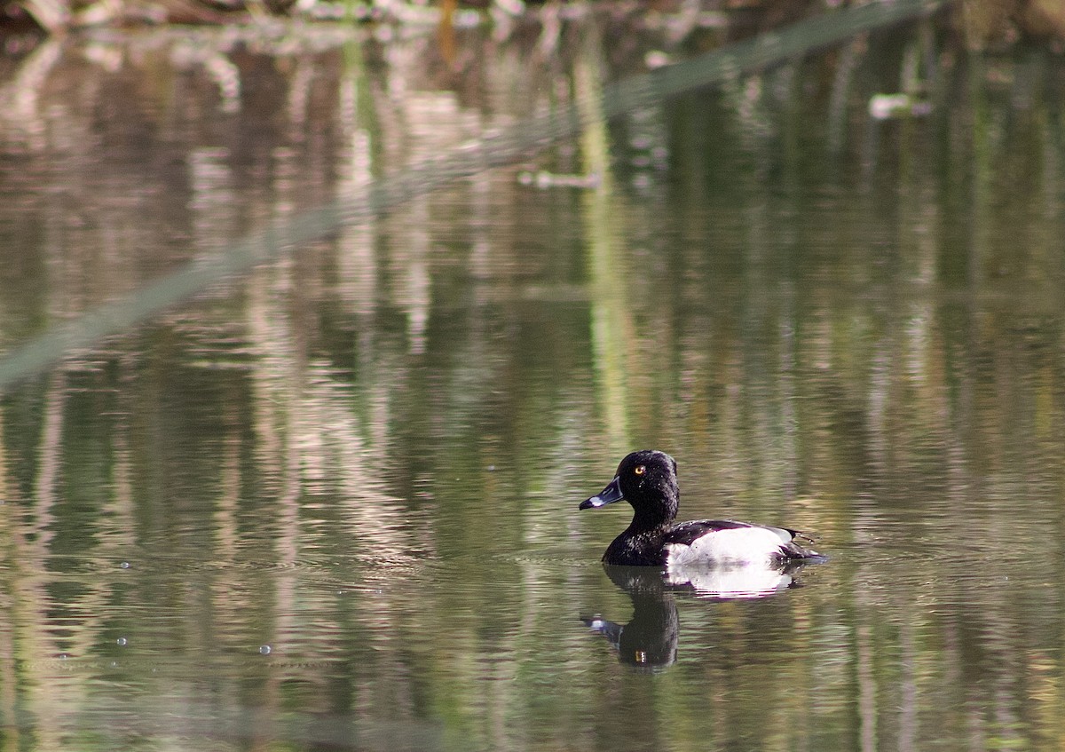 Ring-necked Duck - ML645863926