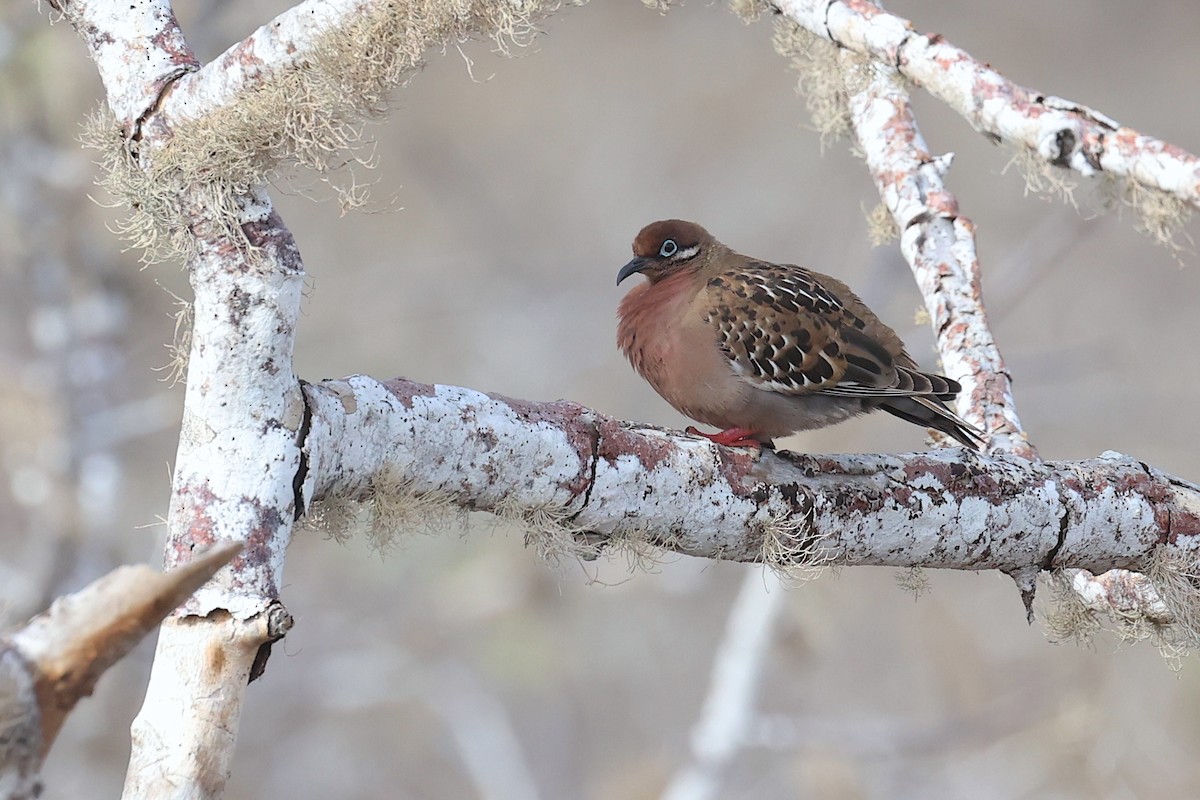 Galapagos Dove - ML645863946