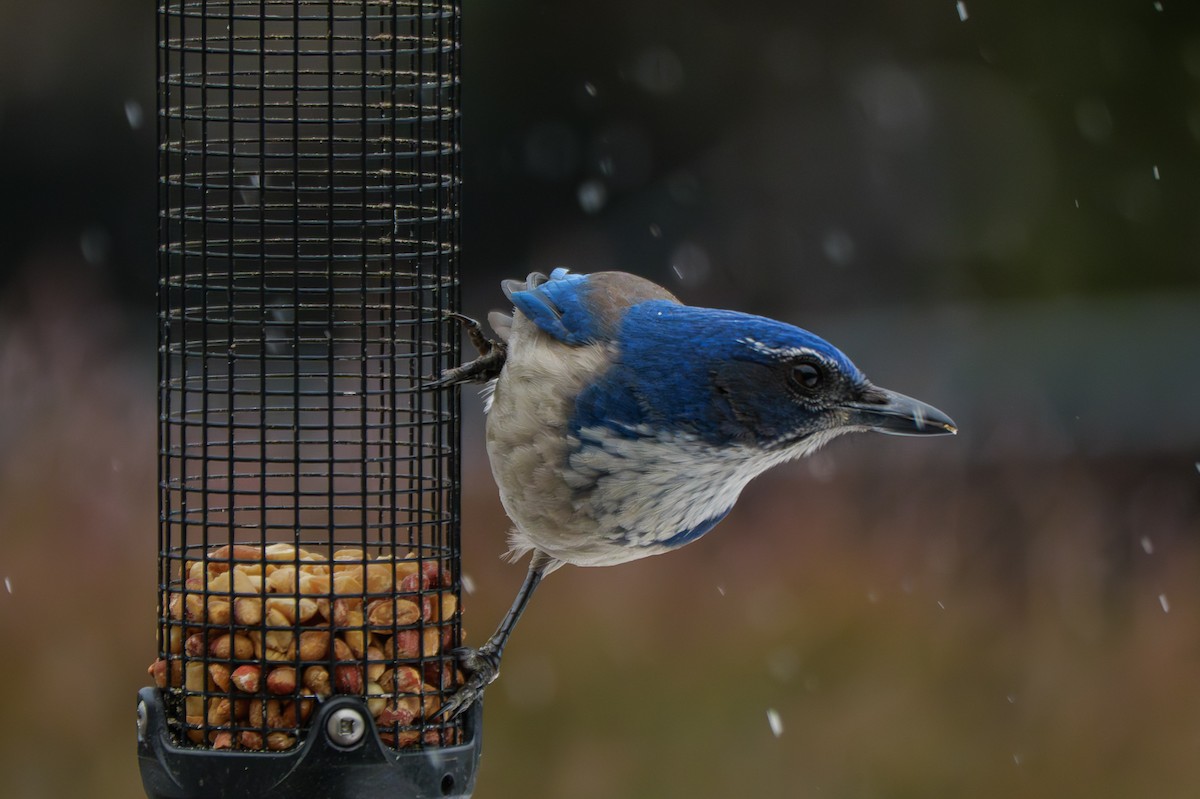 California Scrub-Jay - ML645863948