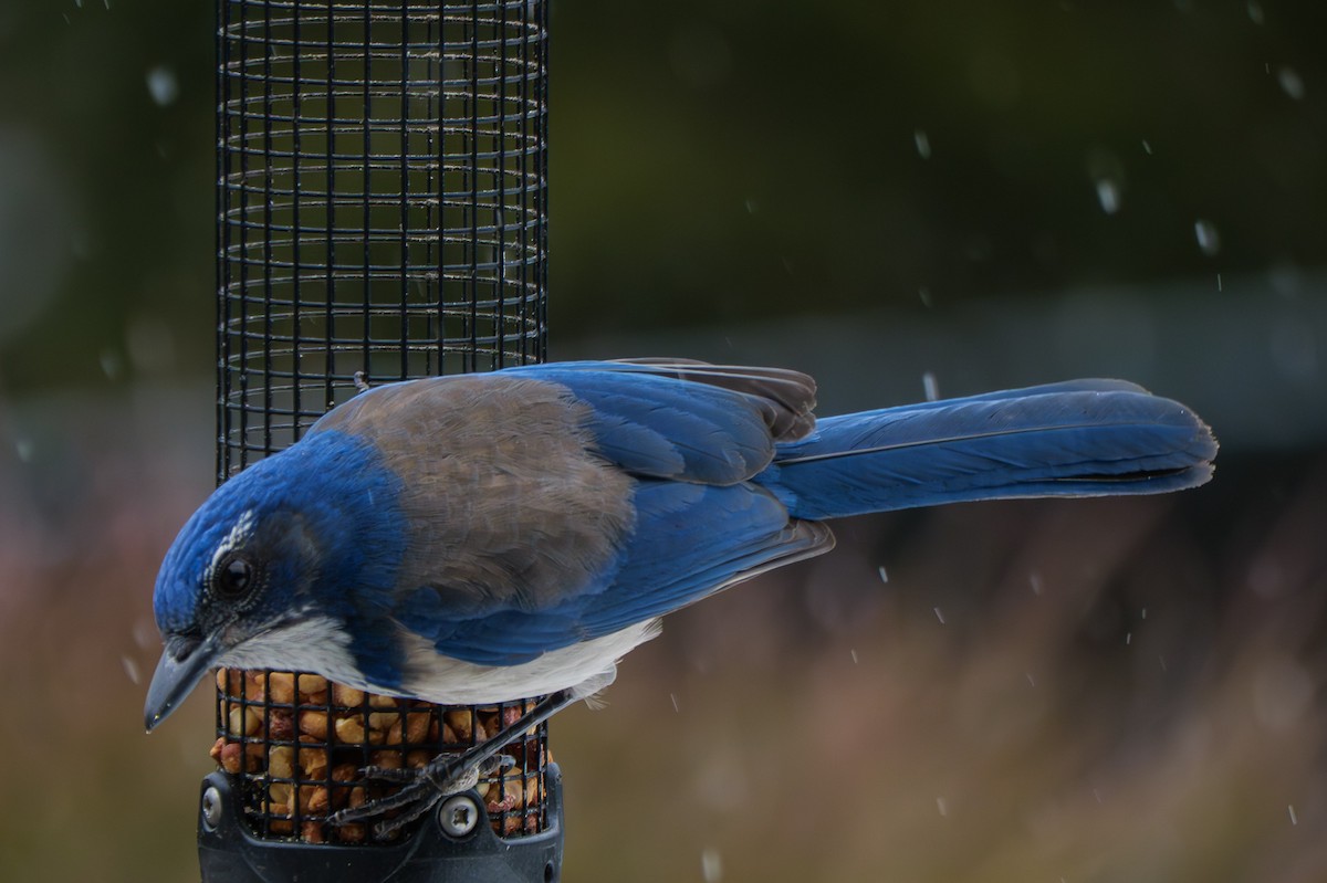 California Scrub-Jay - ML645863949