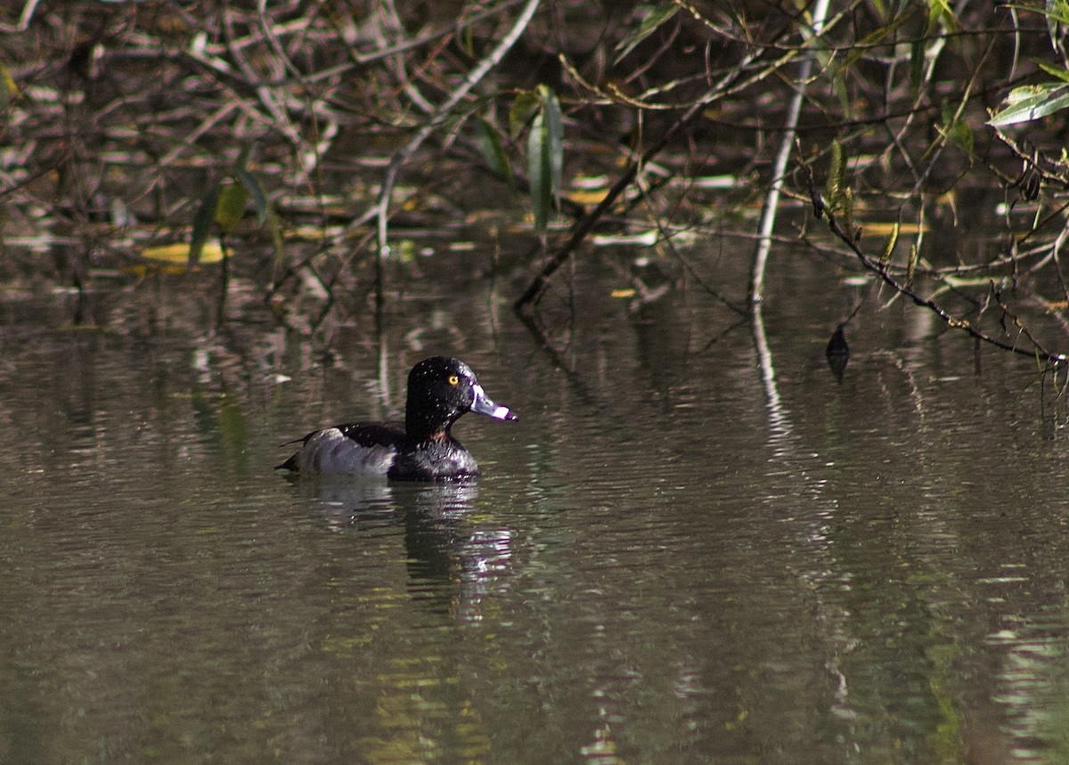Ring-necked Duck - ML645863950