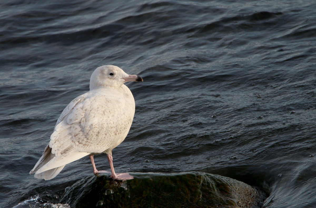 Gavión Hiperbóreo - ML645863955