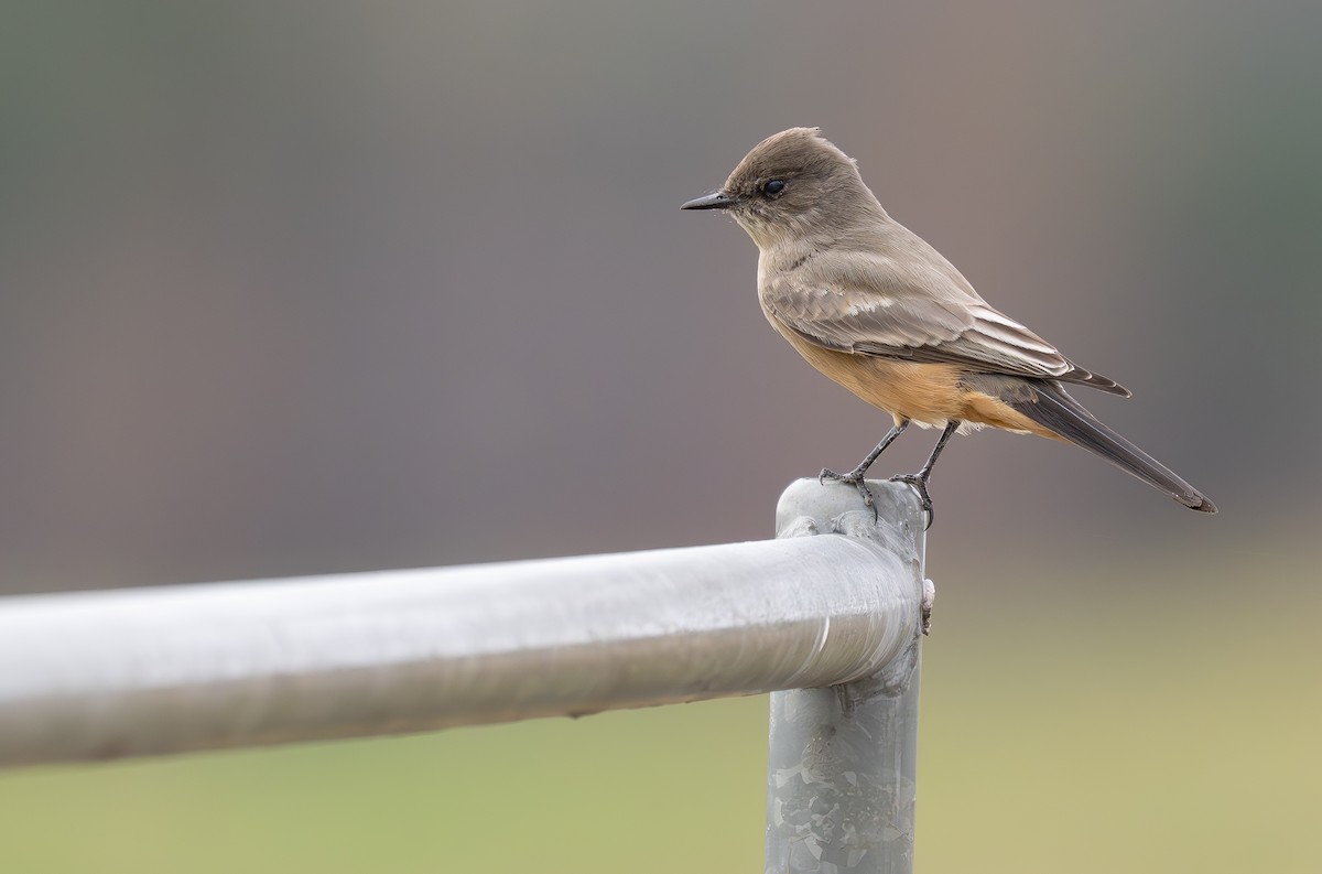 Say's Phoebe - ML645863956
