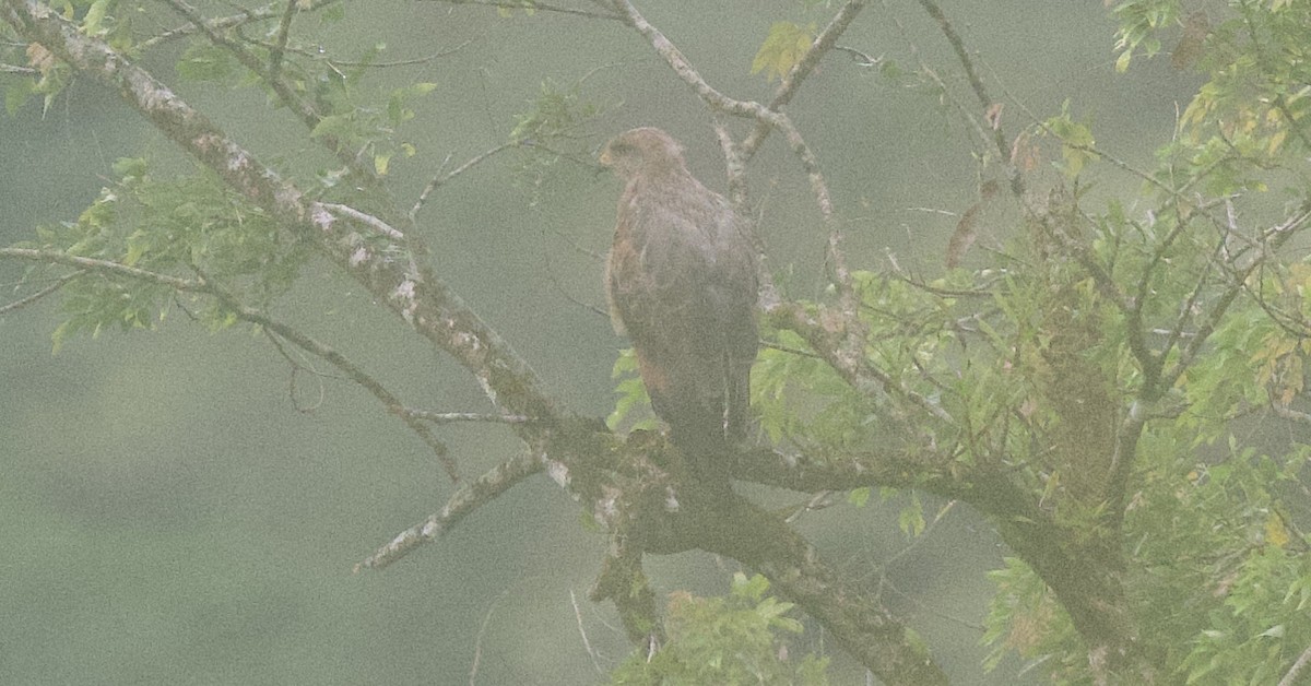 Саванный крабоед - ML645863959