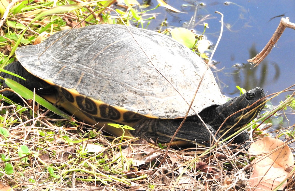 Animals - ML645863965